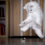 chat-blanc-papier